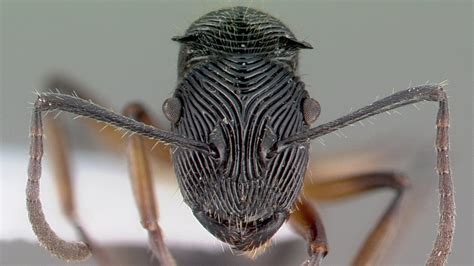 ant face in microscope|Ant face patterns like swirls and stubble might have practical value.